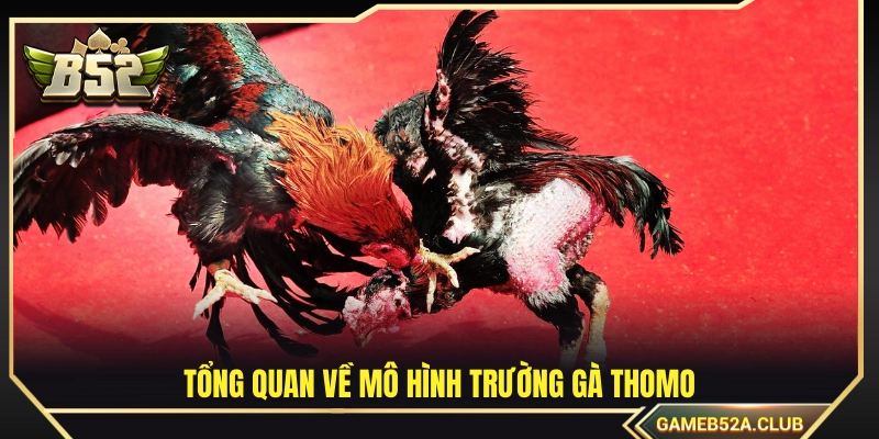 Giới thiệu chi tiết về đấu trường gà Thomo 